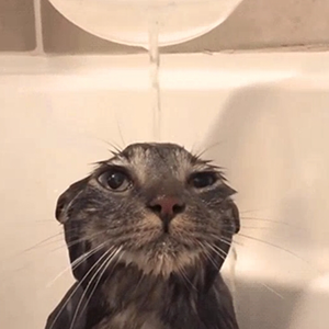 magikcat2