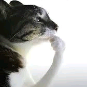 laurakitkatsz