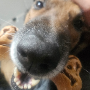 4Doggos