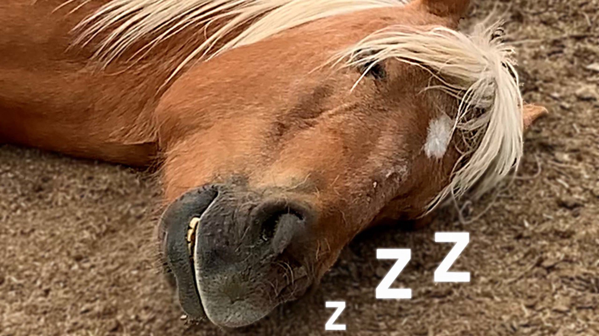 fatorangehorse Offline Background