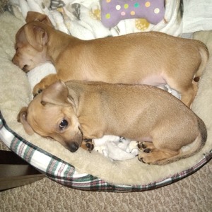 hickory_stick1