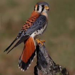 kestrel5