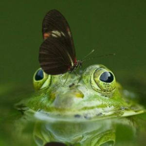 FosteredFrog