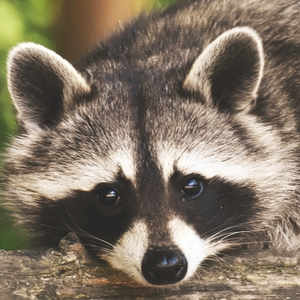 Premiere_Raccoon