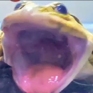 EvilBullfrog