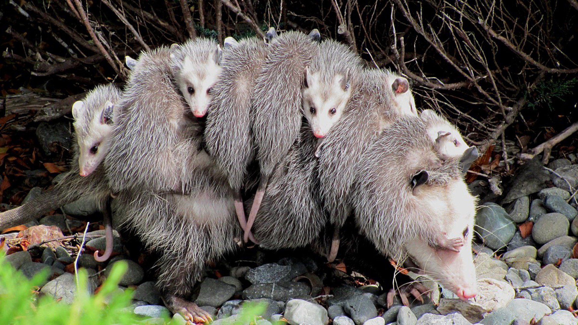 possumboi_82701 Offline Background