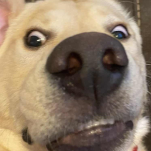 fizyu