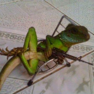 IguanaDeFuzil