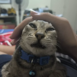 toortangtaalong