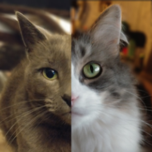 DomesticPurrMachines