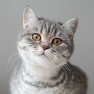 itz_cat_tv