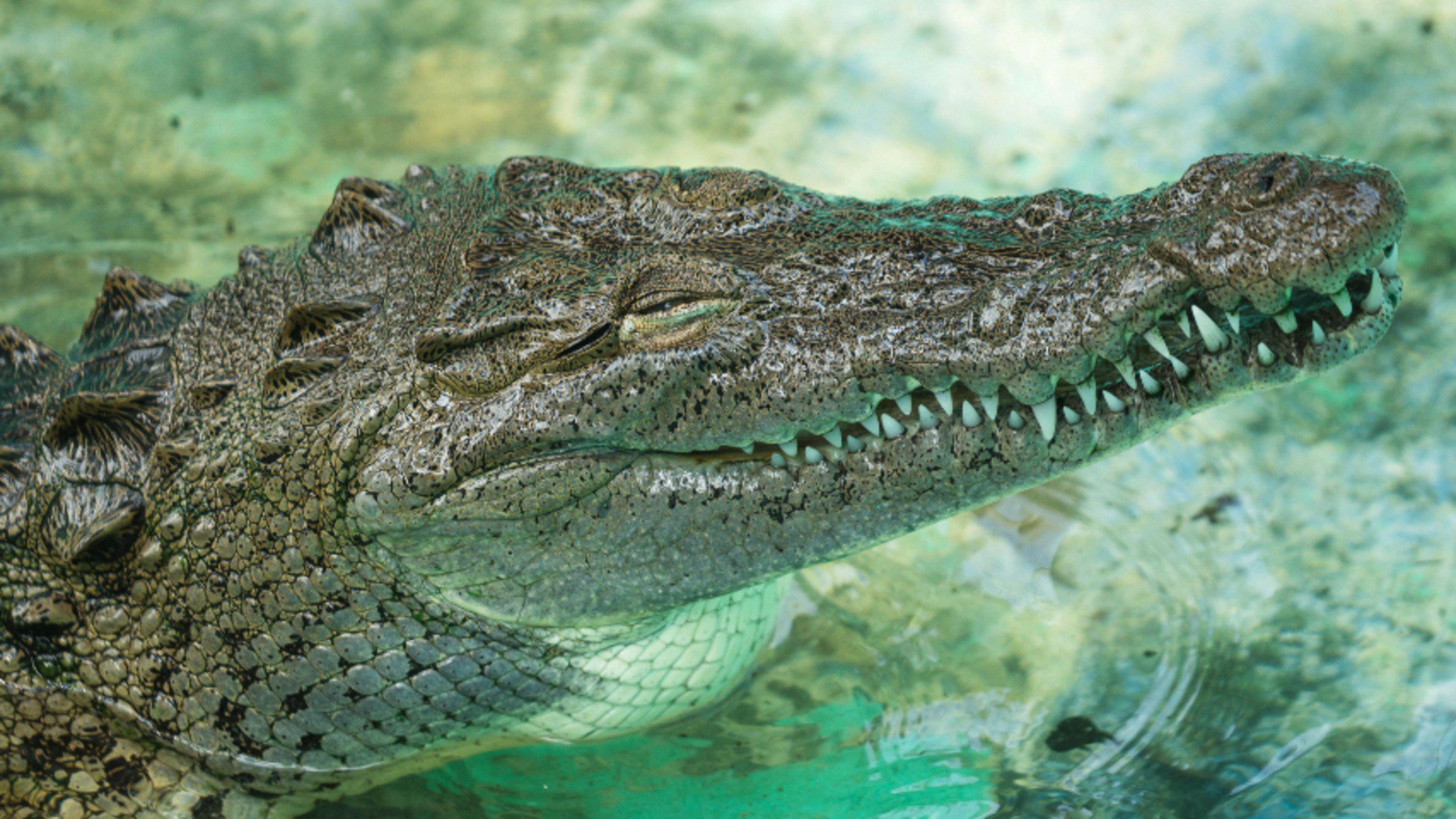 GatorGari Offline Background