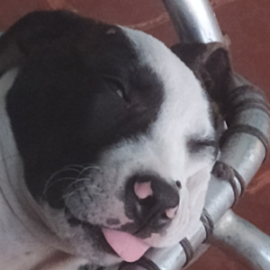 ElTakito