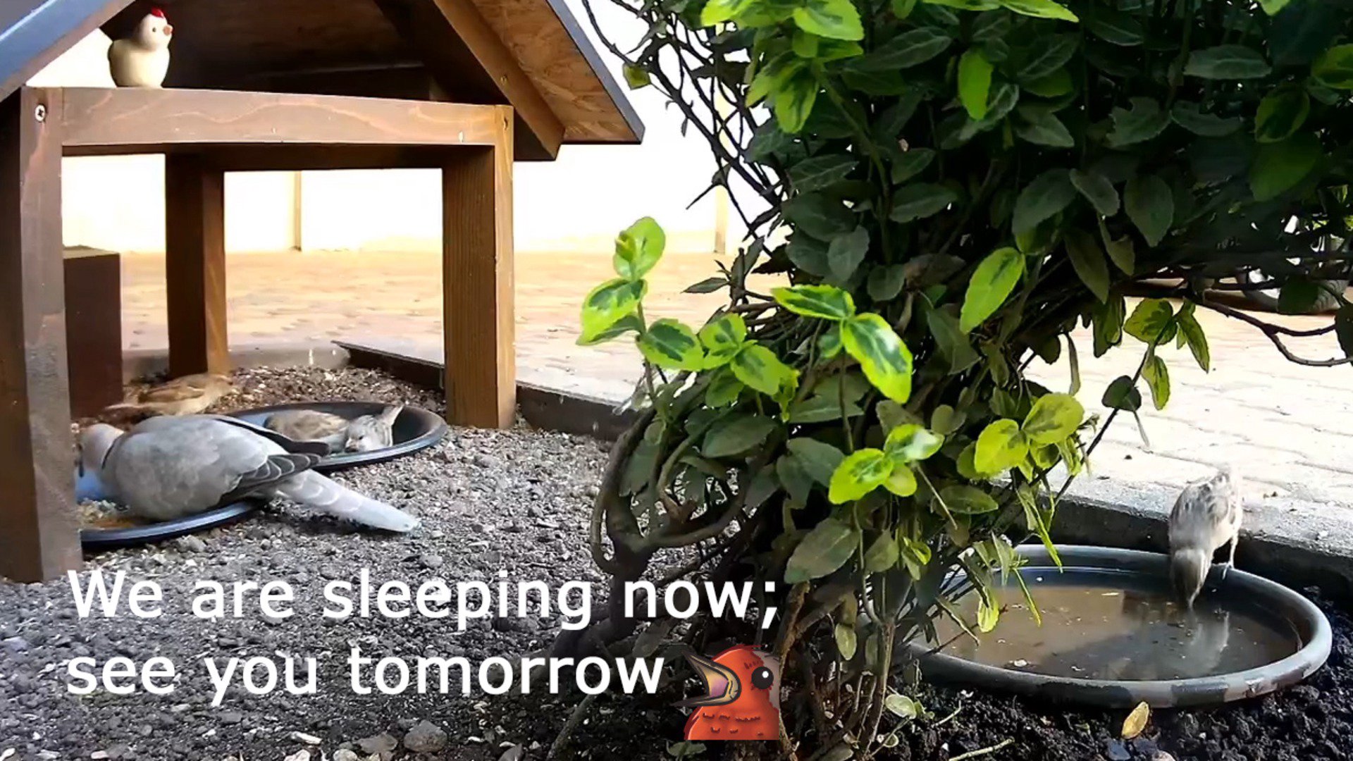 ThatBirdsLife Offline Background