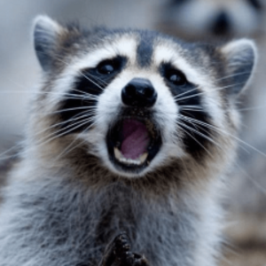 KabooKatoo