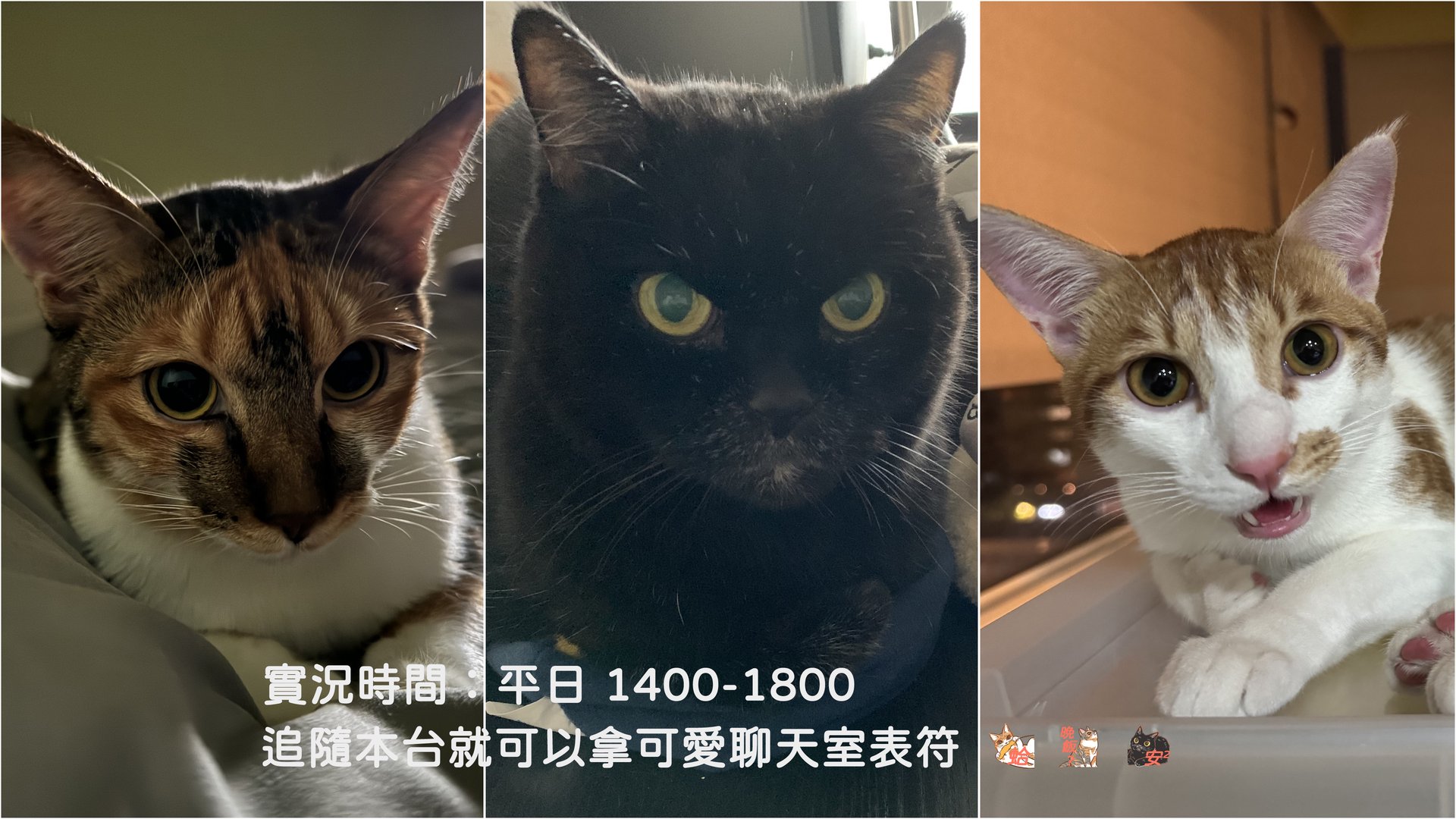 數隻 Offline Background