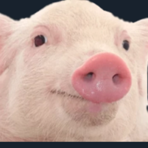 Vengelm