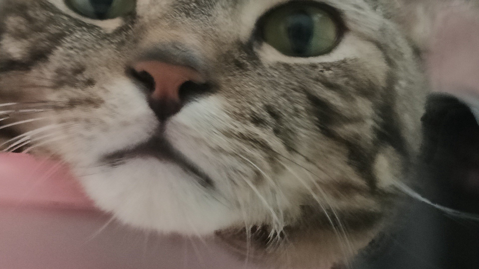 truffle_almond_ Offline Background