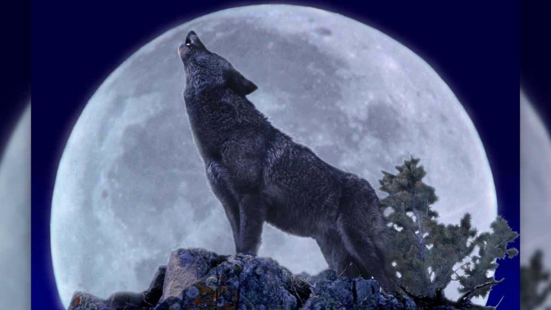 leloup28 Offline Background