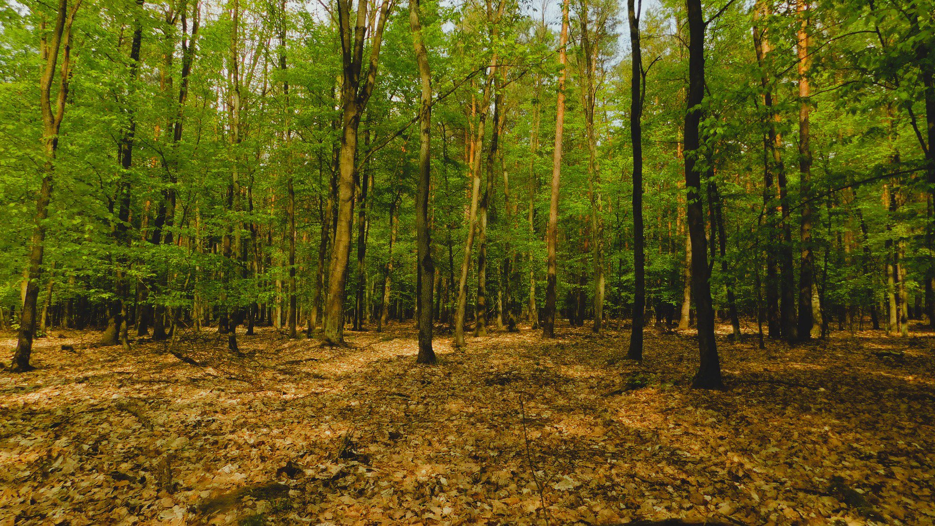 SurvivalGeorgePL Offline Background