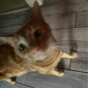 crunte