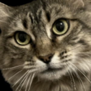 fatcattubbybottom