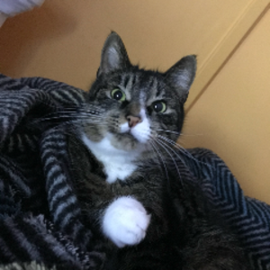 PalatkaiLovesCats