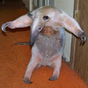 dogtordog