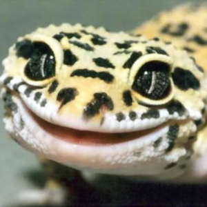 AwissaQT