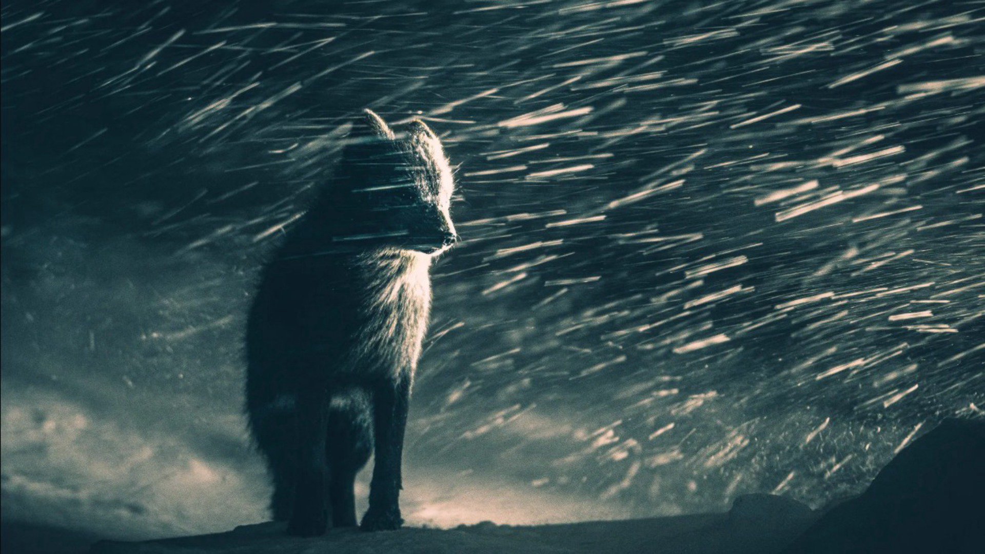 ARCTIC_FOXl Offline Background