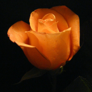 rose_black3000