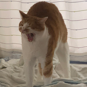 ざしー