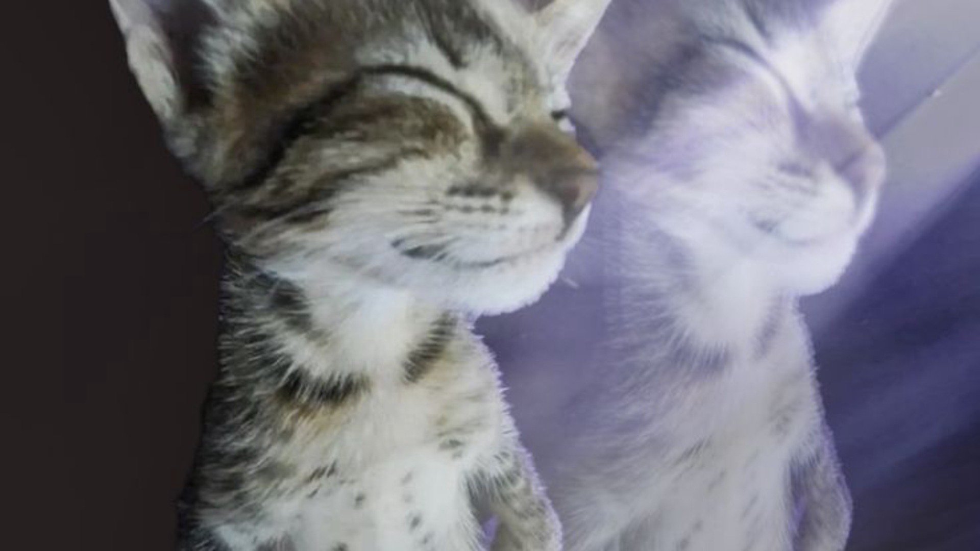 ChubbyZillion Offline Background