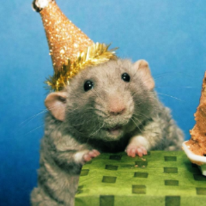 partyhatrat
