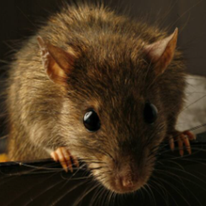 Rat0nazo