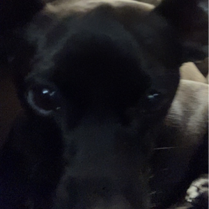 MiltDogCadan