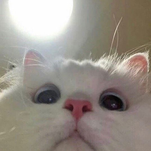 juust_katt