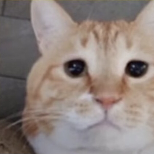 Masaato