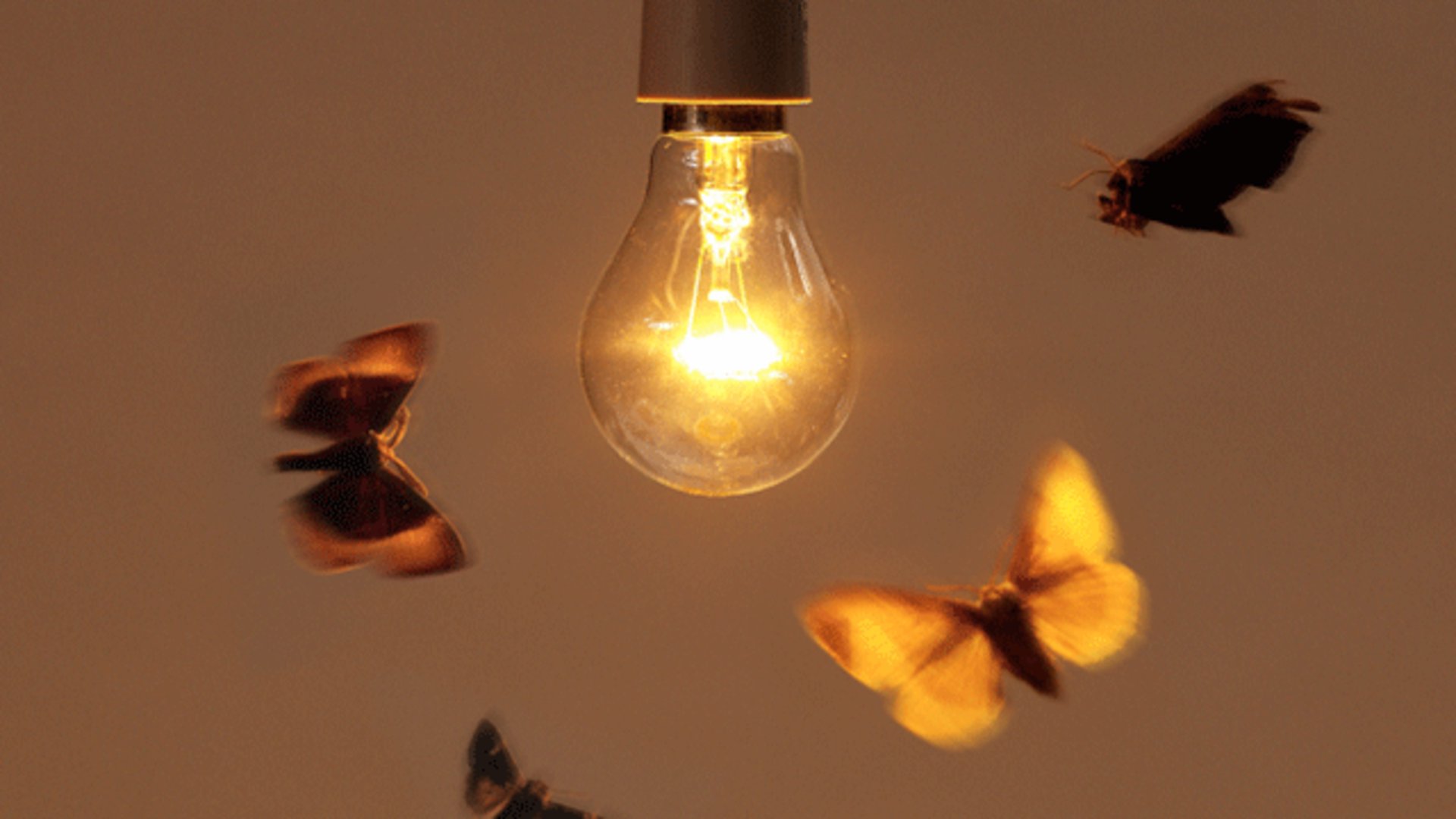 Fantastic_Mister_Moth Offline Background