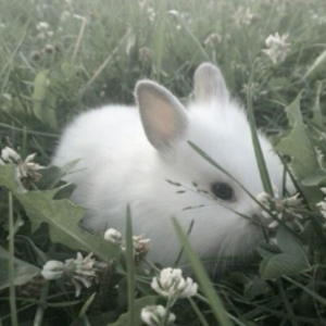 conejodjx