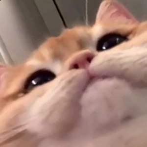bebchleb