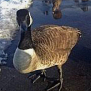 Goose2x_