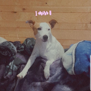 imverywoody