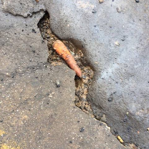 Dirty_Carrott