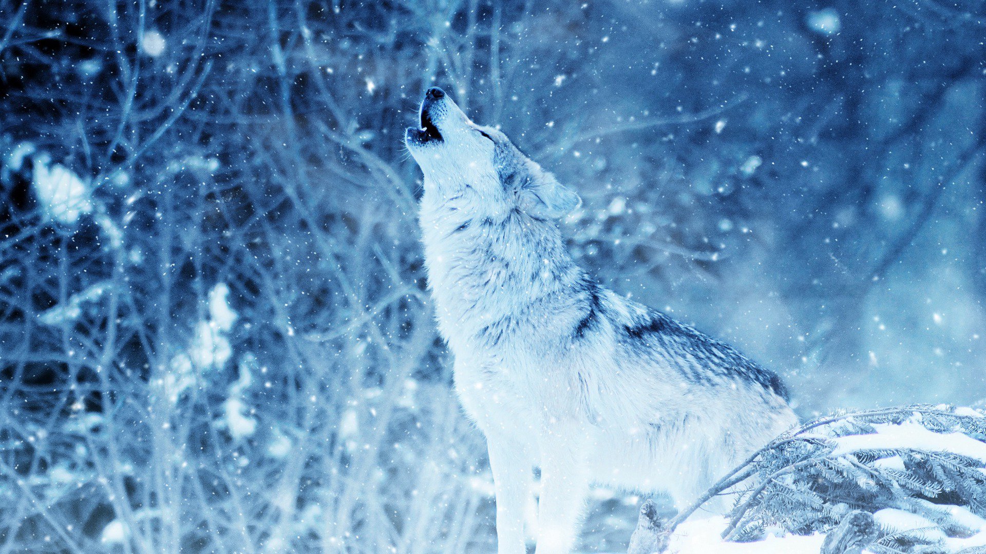 Fieryfoxz Offline Background