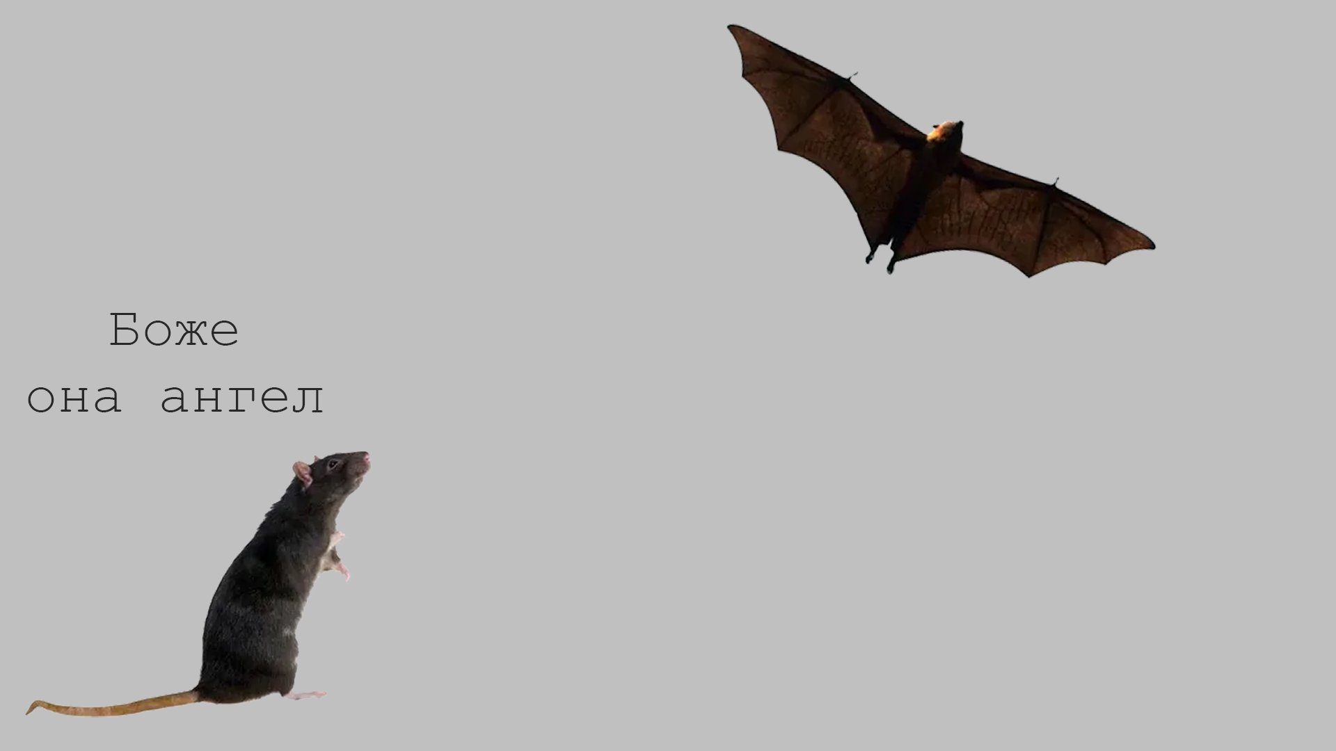 orlywhy Offline Background