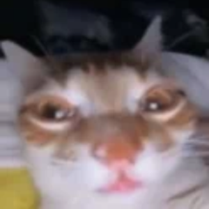 lauridstm