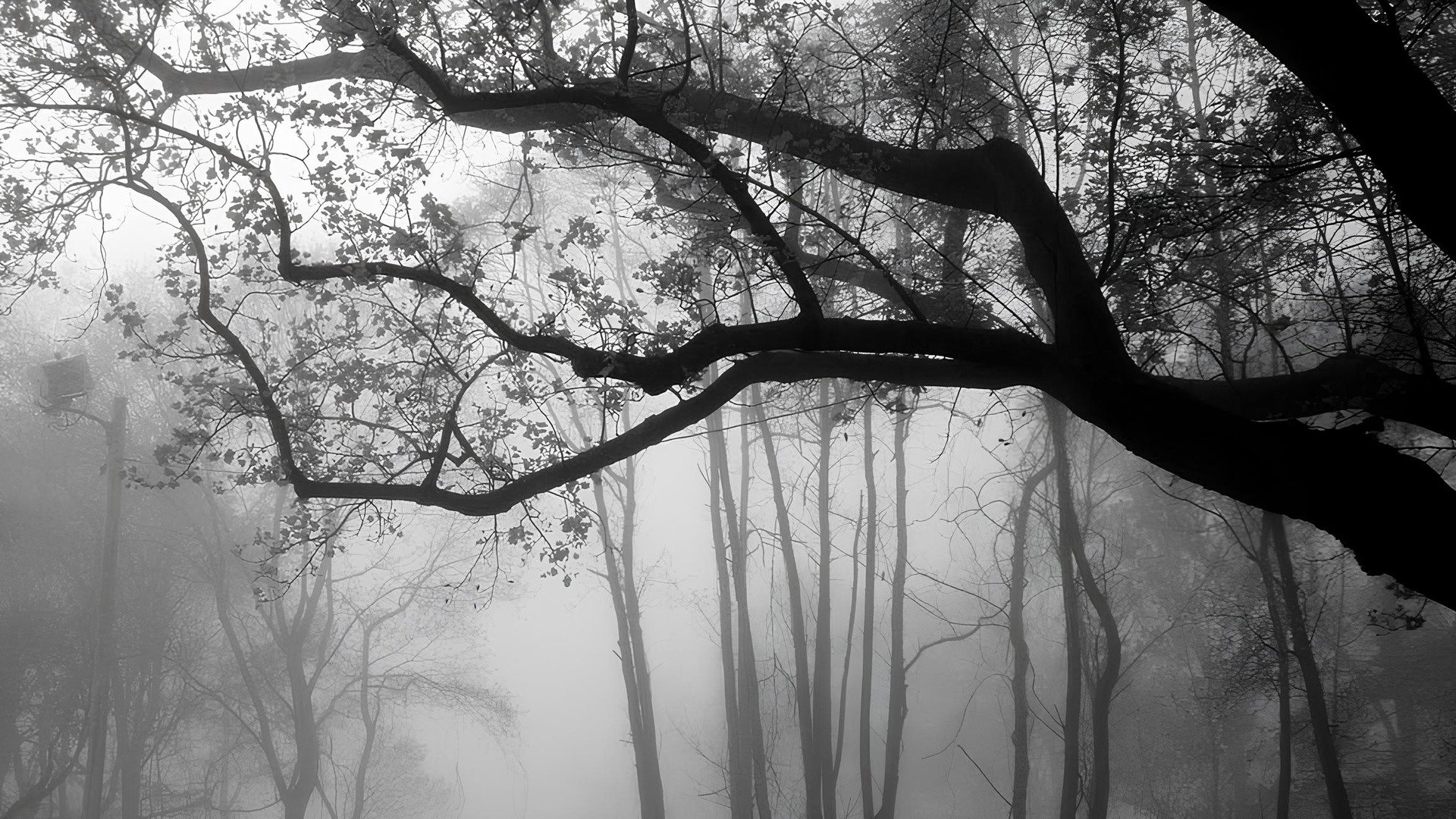 yassya_17 Offline Background