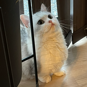 りりやまだ