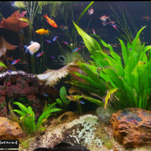 AquariumTTV